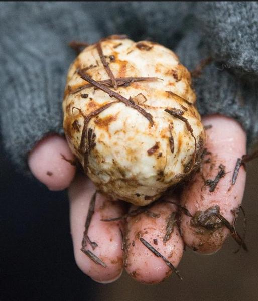Black truffle