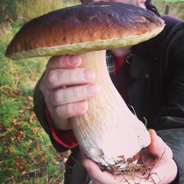 Porcini