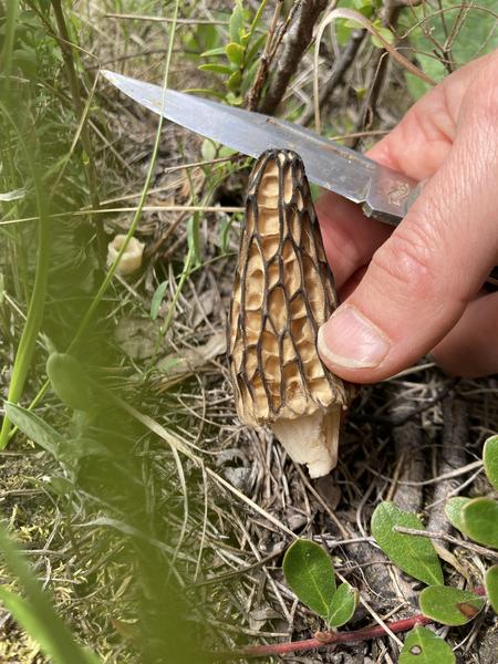Spring foraging class