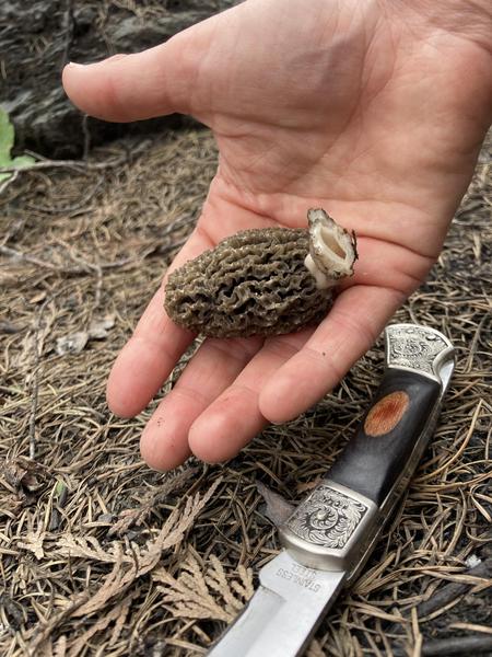 burn morels