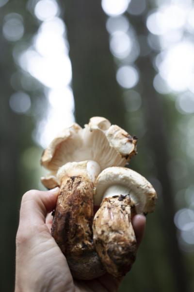 matsutake