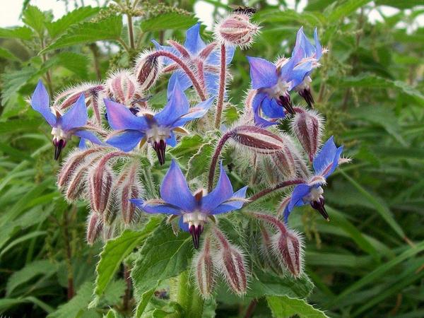 Borage flower