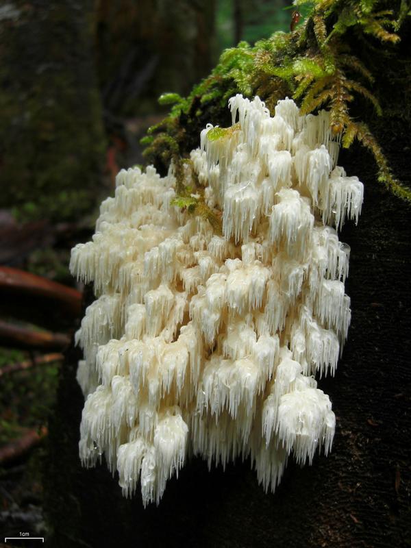 bears head mushroom