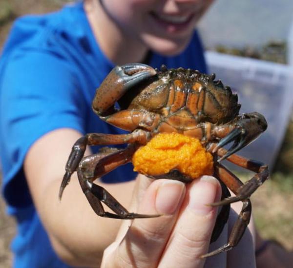 Green crab