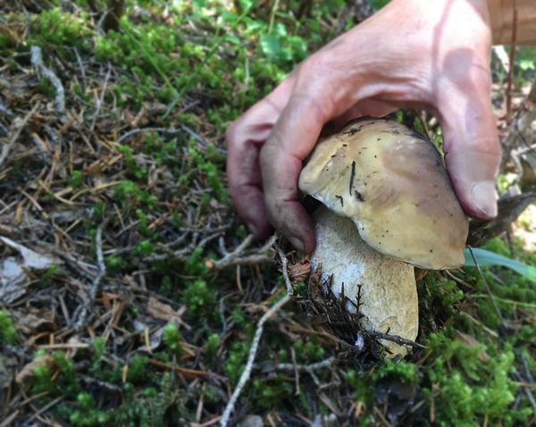 porcini