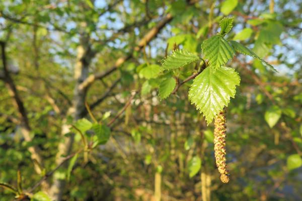 Birch leaves