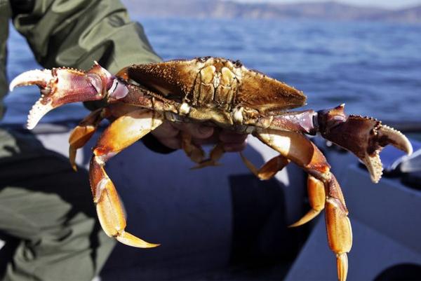 Crab