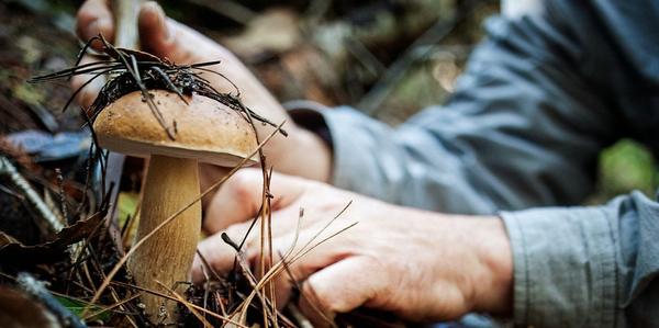 porcini hunting