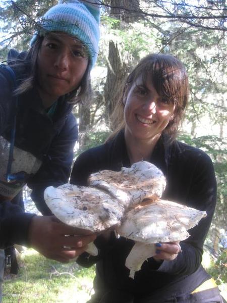 Matsutake harvest mature caps