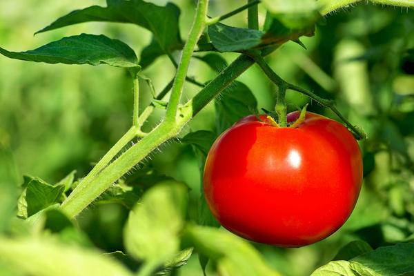 ripe tomato