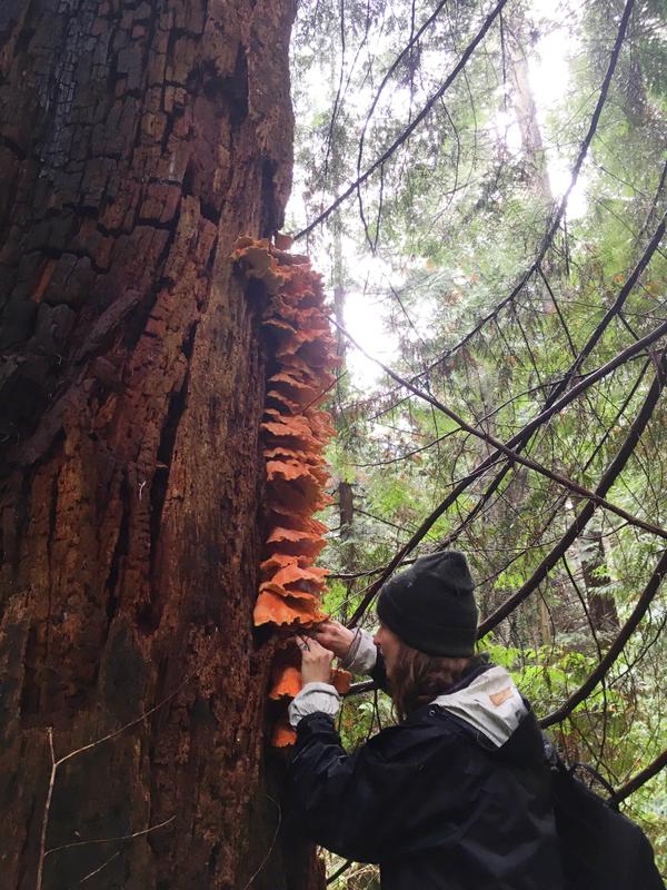 chicken of the woods