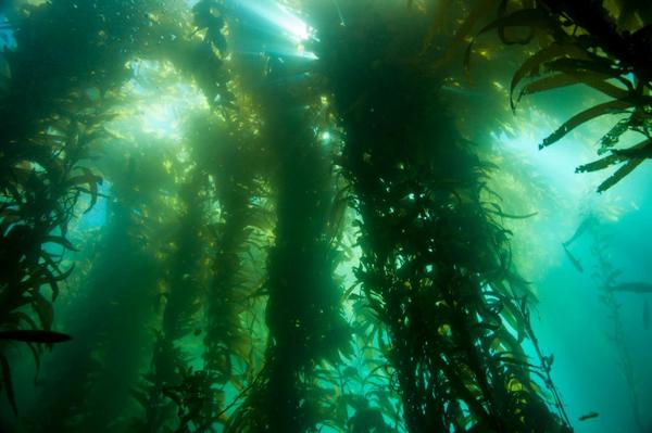 Kelp forest