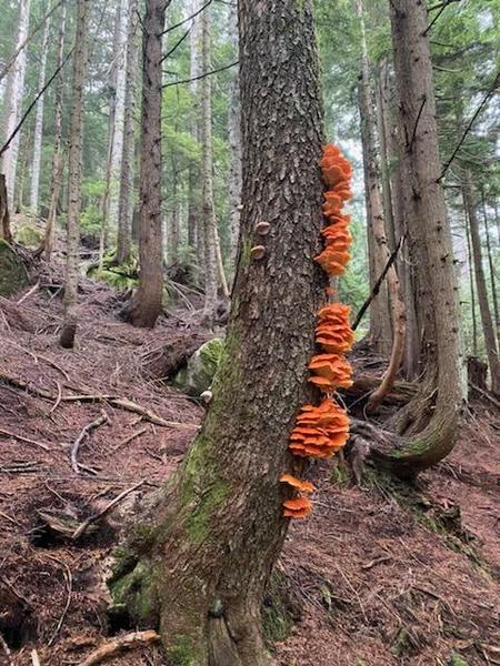 chicken of the woods
