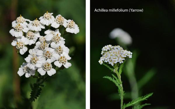 yarrow