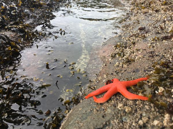 seaweed harvesting