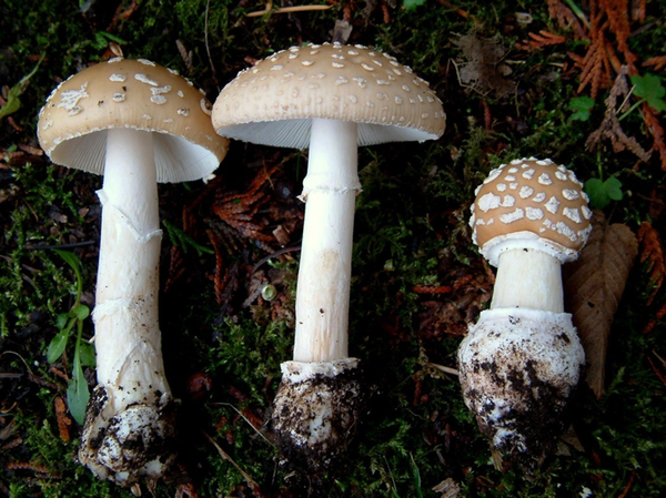 bears head mushroom