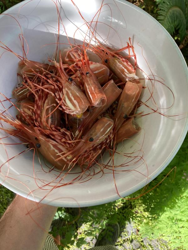 Spot Prawn