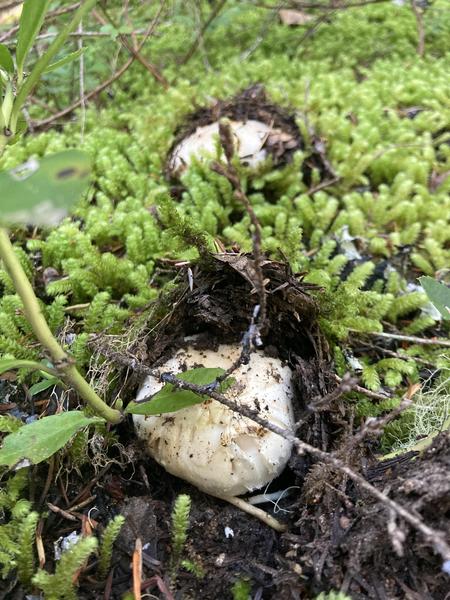 matsutake mushroom