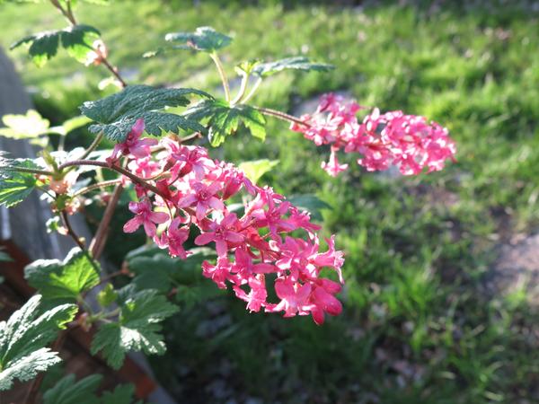 flowering currant