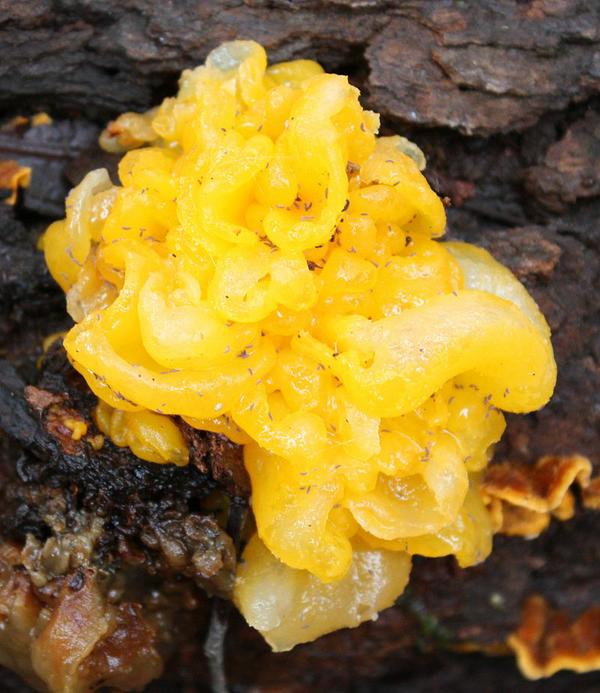 witches butter 
