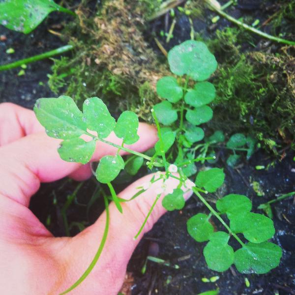 bittercress