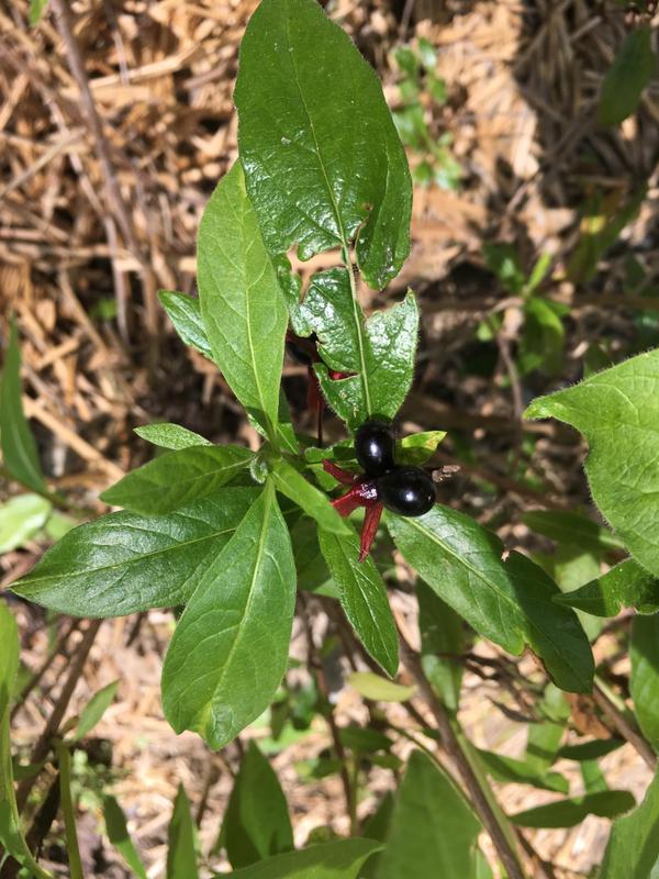 twinberry