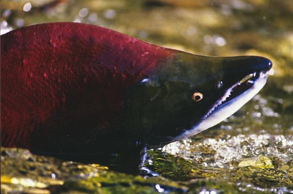 Salmon photo by Garth Lenz / WWF-Canada