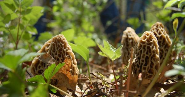 wild morel mushrooms