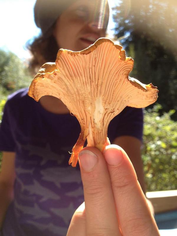 Chanterelle hunting