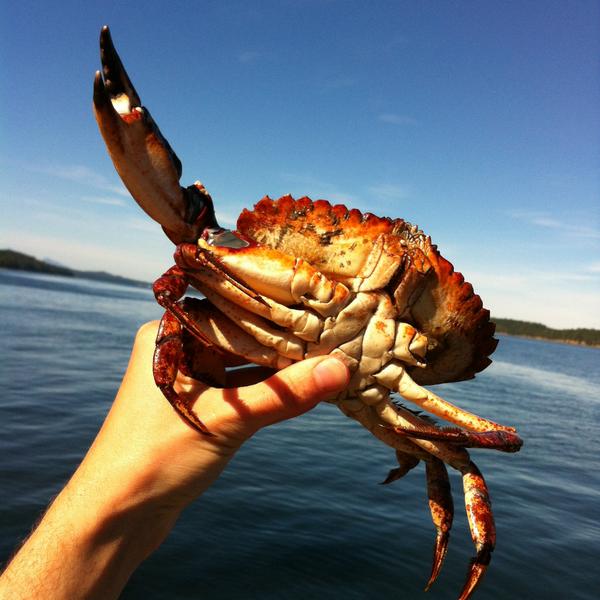 Red Rock Crab