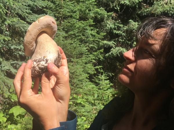 porcini hunting