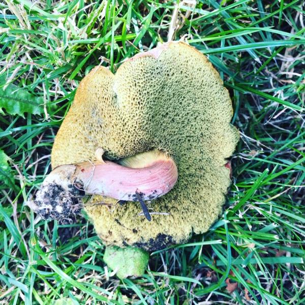 bolete 