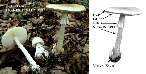 BC Poisonous fungi