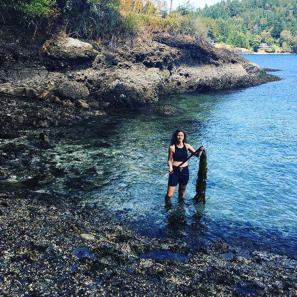 bull kelp harvest