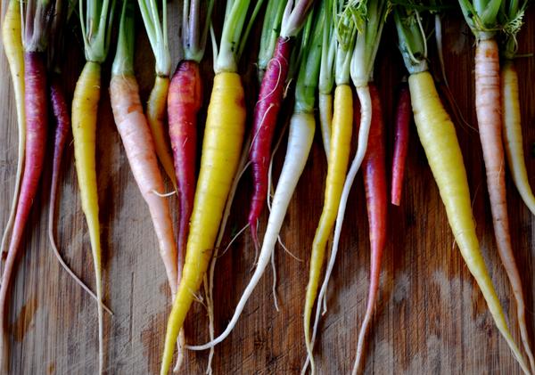 Click here to learn how to pick wild edible dock with Chef Robin