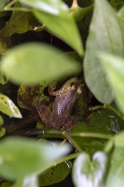 bullfrog
