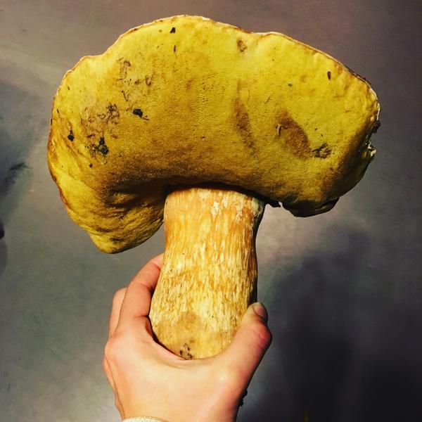 Porcini mushroom harvest