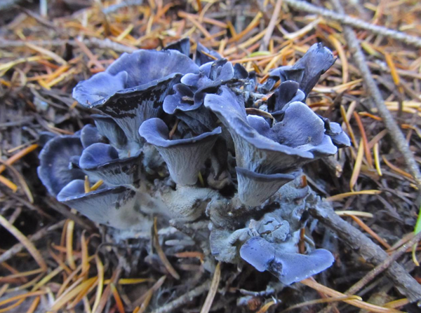 jelly fungus