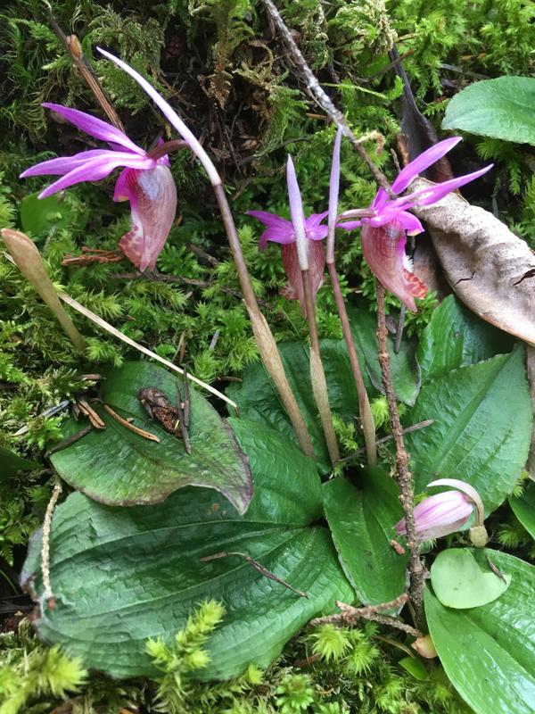 Venus lily 