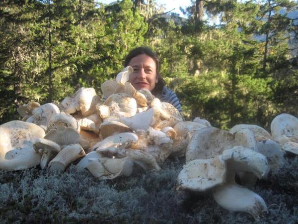 matsutake harvest
