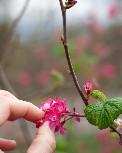flowering currant