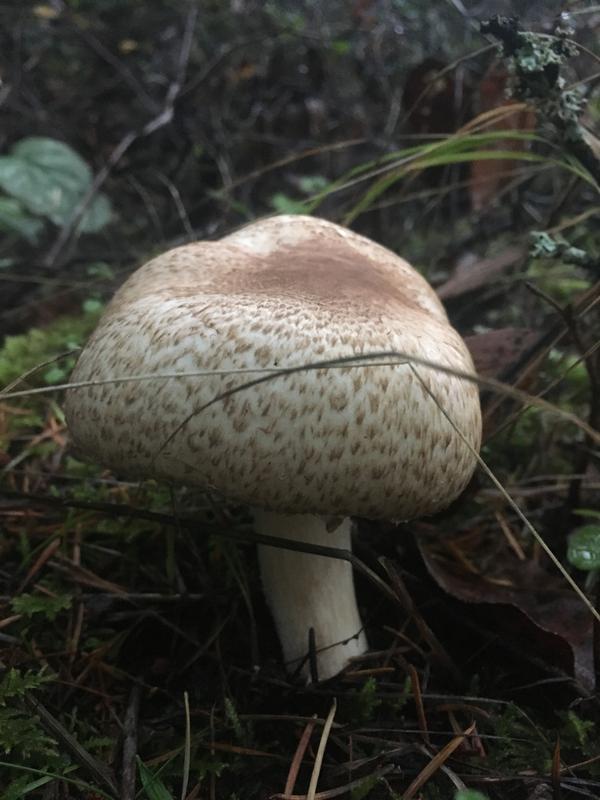Hericium mushroom
