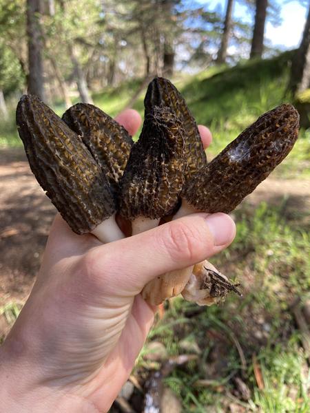 morel mushrooms 