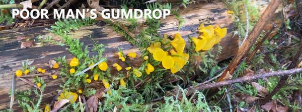 jelly fungi