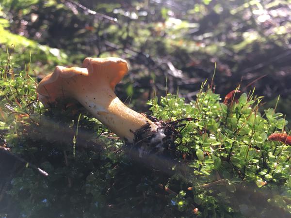 Pacific Golden Chanterelle