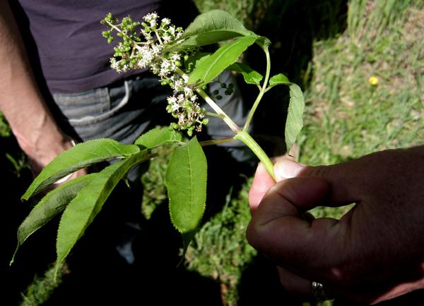 elderberry flowers