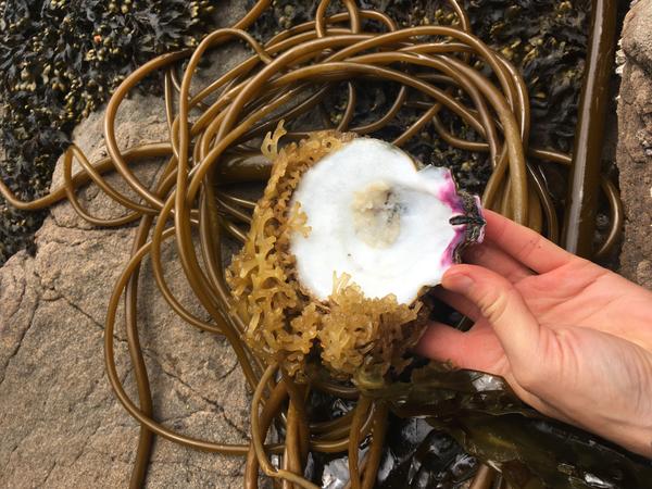 Seafood soup served at the beach