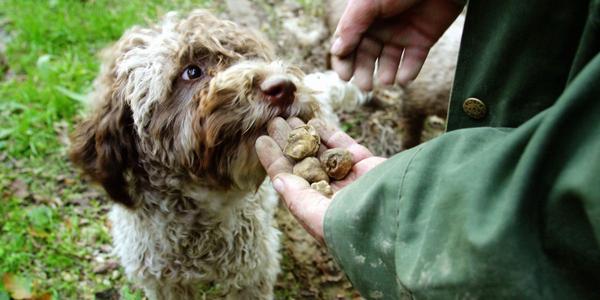 Truffle dogs are trained to find mushrooms