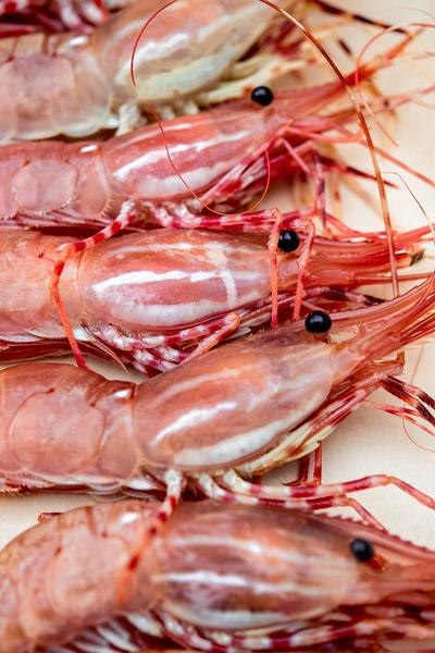 spot prawn