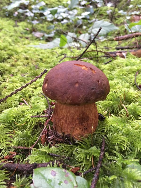 Porcini mushroom
